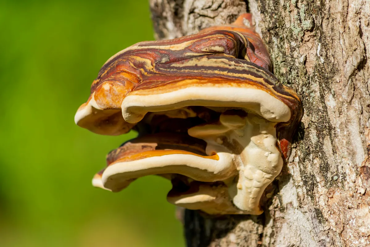 Reishi mushroom (Ganoderma lucidum) growing on a tree trunk in the wild