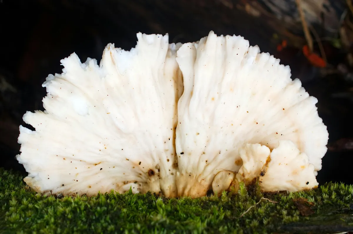 Lion's mane mushroom (Hericium erinaceus) with its distinctive white cascading form