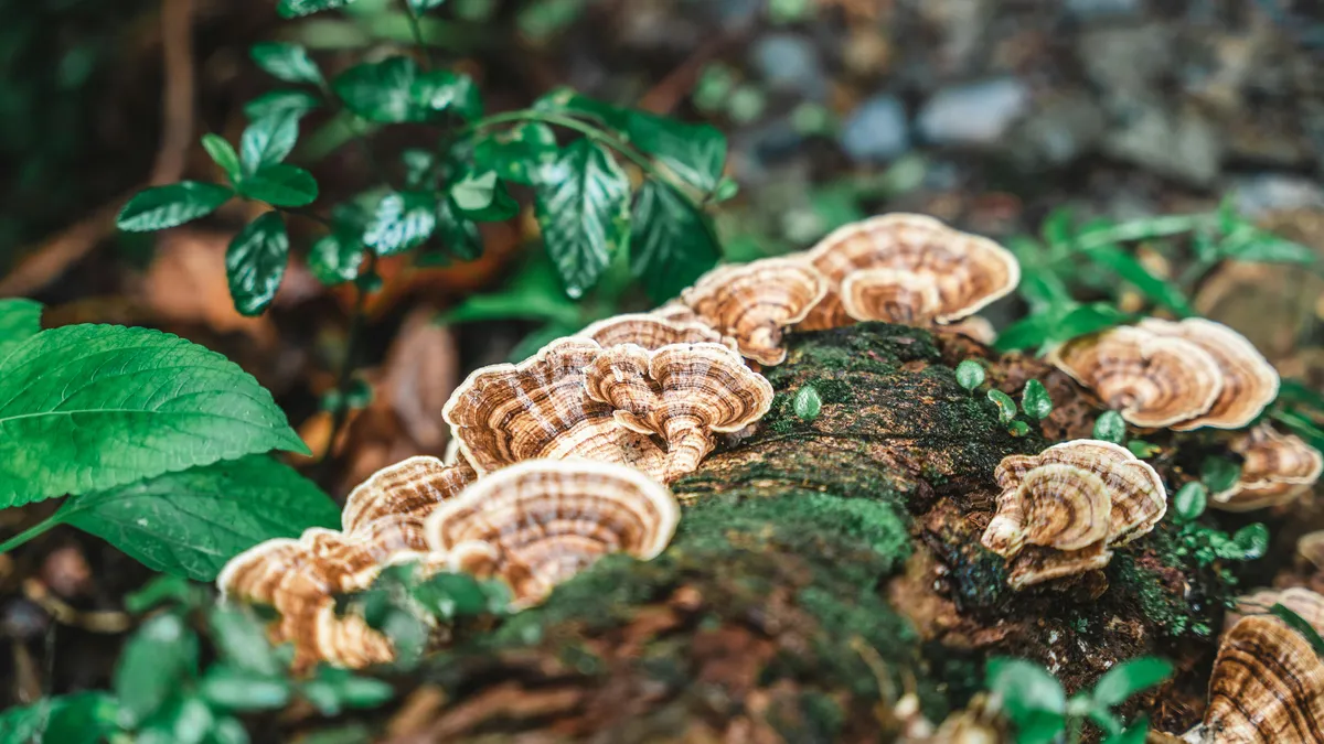 Medicinal bracket fungi growing in layers on a moss-covered log in a forest
